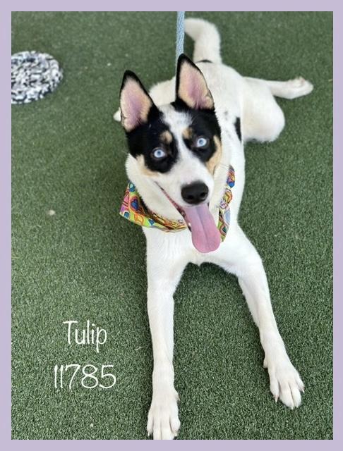 Tulip is a beautiful 2 year old Siberian husky mix who was found wandering around on 7925 She is 
