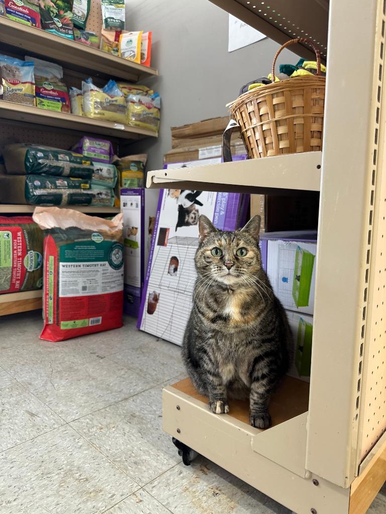 Enlarge Pepper, a Adoptable mixed breed in Cincinnati, OH image 2/6