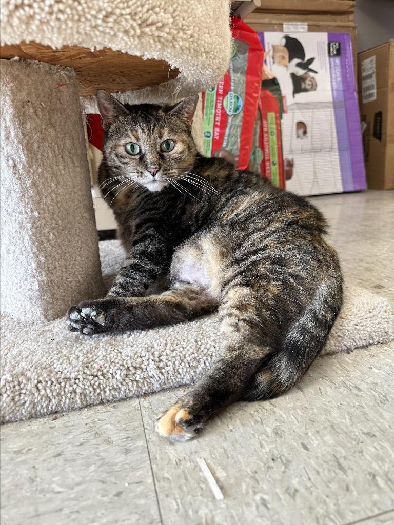 Enlarge Pepper, a Adoptable mixed breed in Cincinnati, OH image 3/6