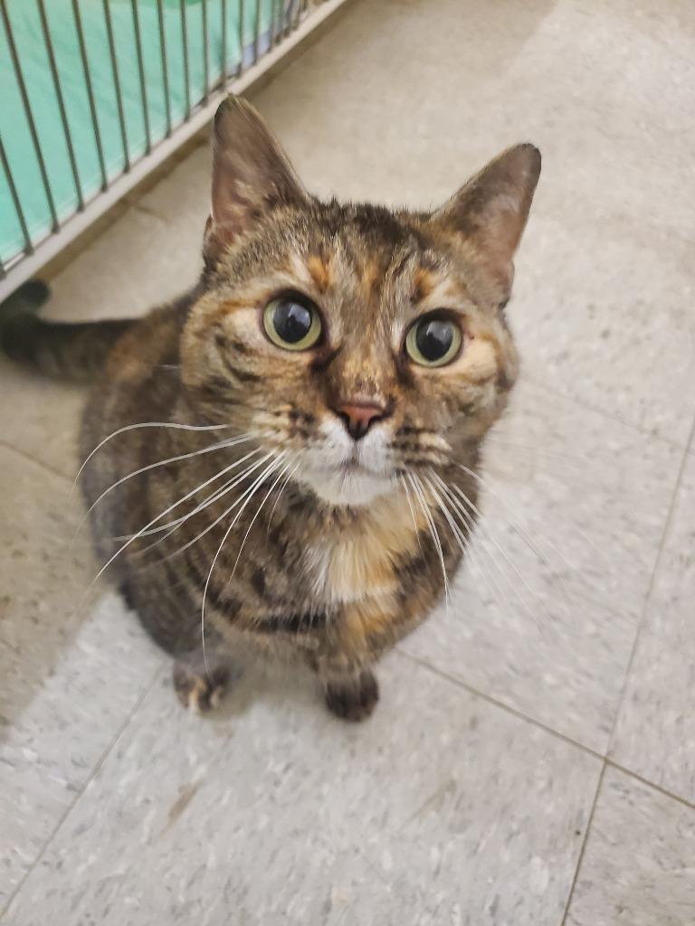 Enlarge Pepper, a Adoptable mixed breed in Cincinnati, OH image 4/6