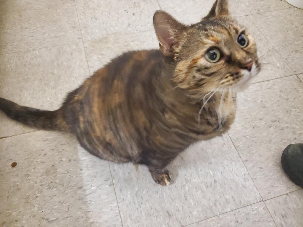 Enlarge Pepper, a Adoptable mixed breed in Cincinnati, OH image 5/6