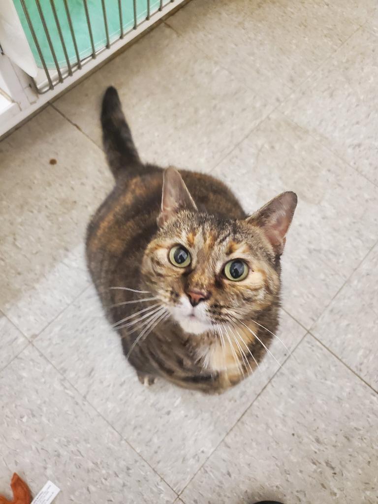 Enlarge Pepper, a Adoptable mixed breed in Cincinnati, OH image 6/6