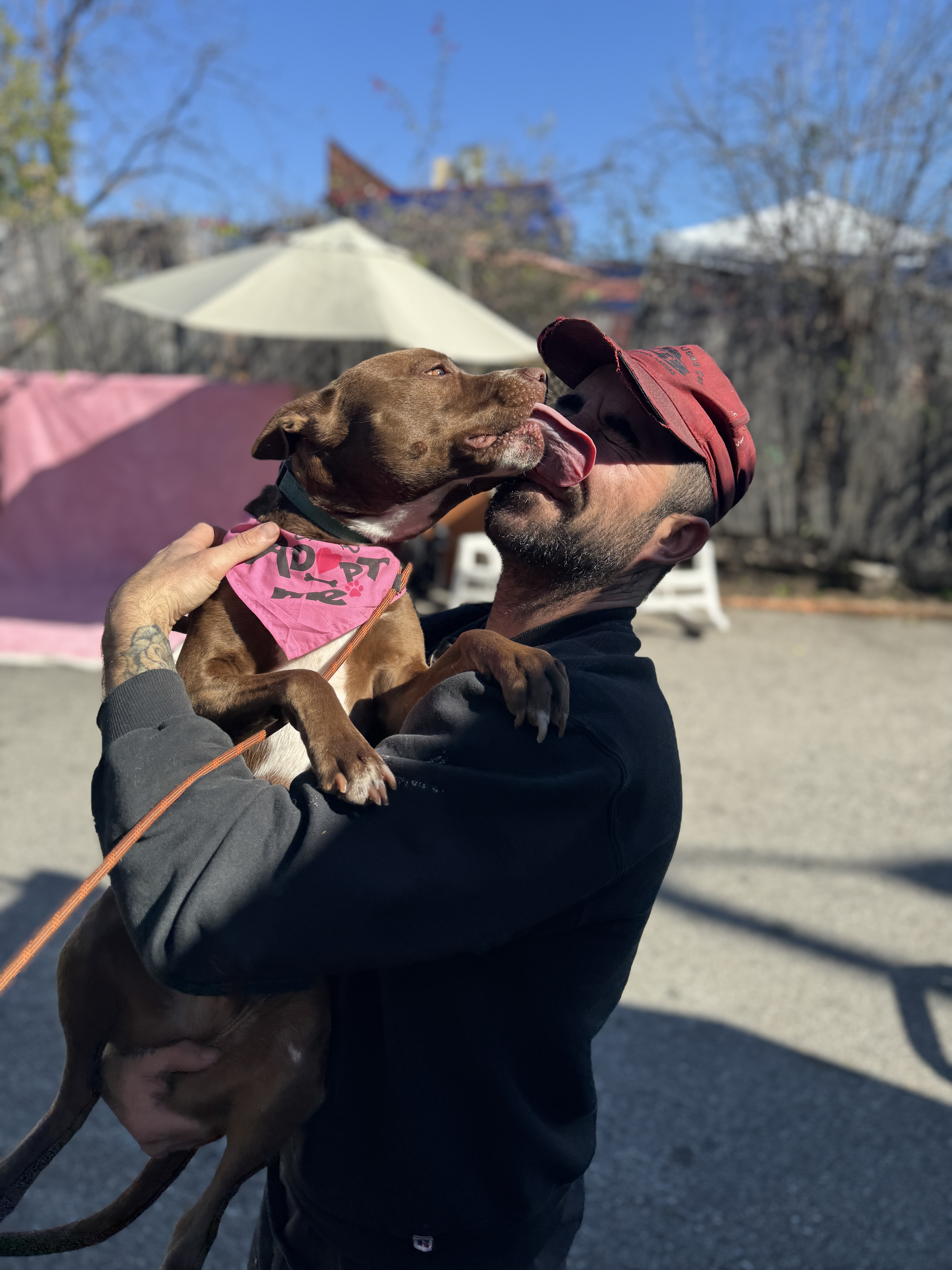 Chipmunk, Adopted, Young Male Pit Bull Terrier & Boston Terrier.