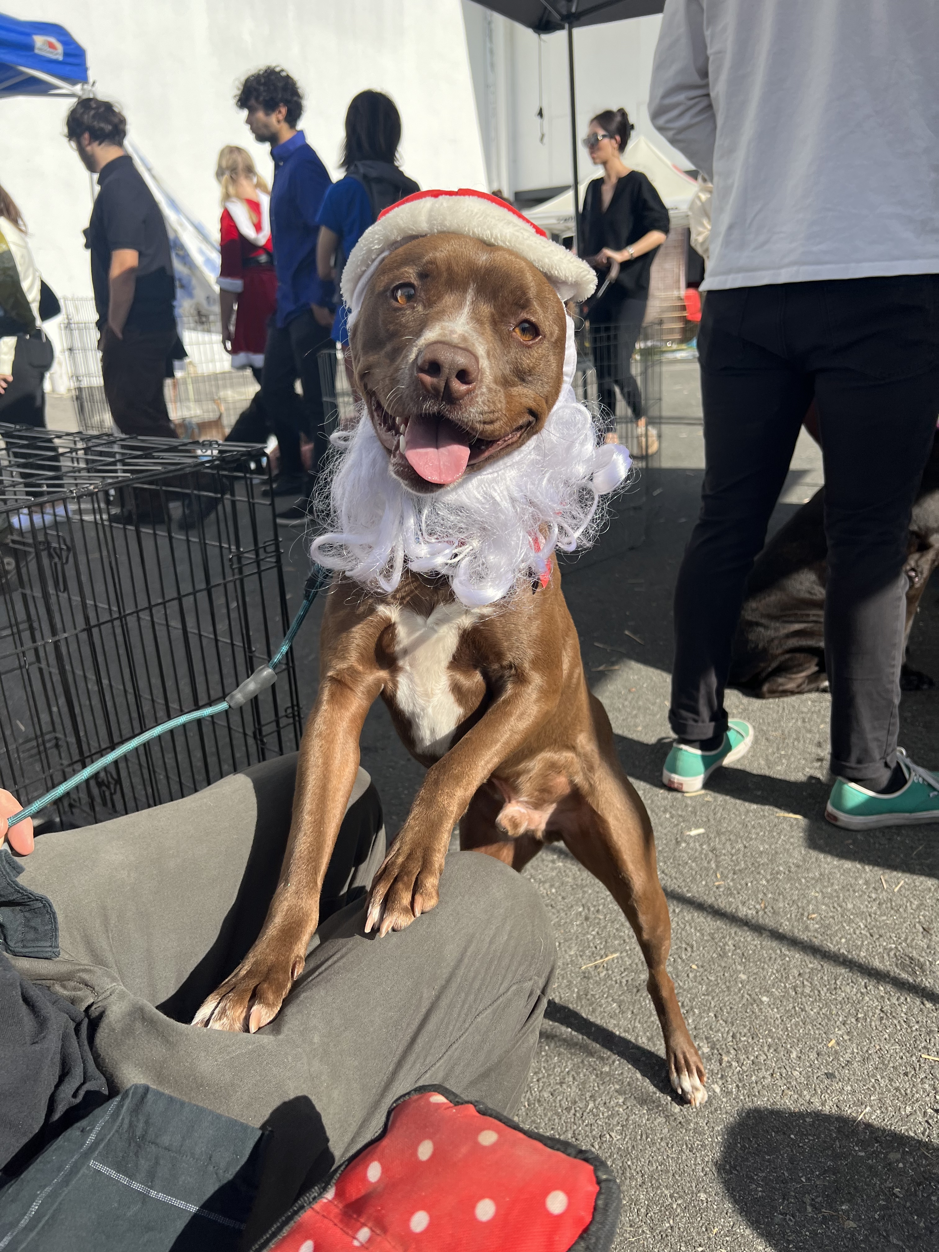 Enlarge Chipmunk, a Adopted mixed breed in Los Angeles, CA image 2/6