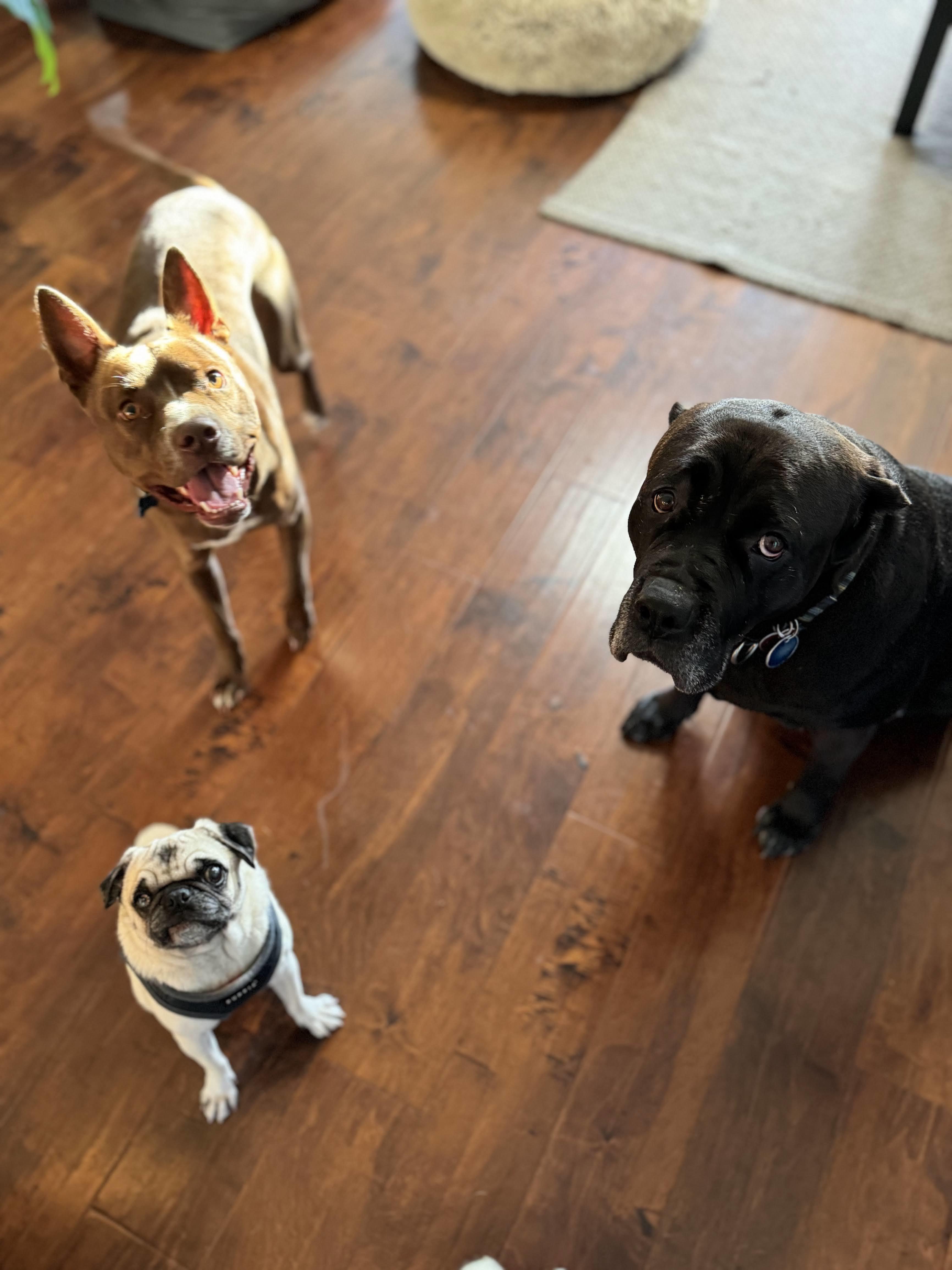 Enlarge Chipmunk, a Adopted mixed breed in Los Angeles, CA image 3/6