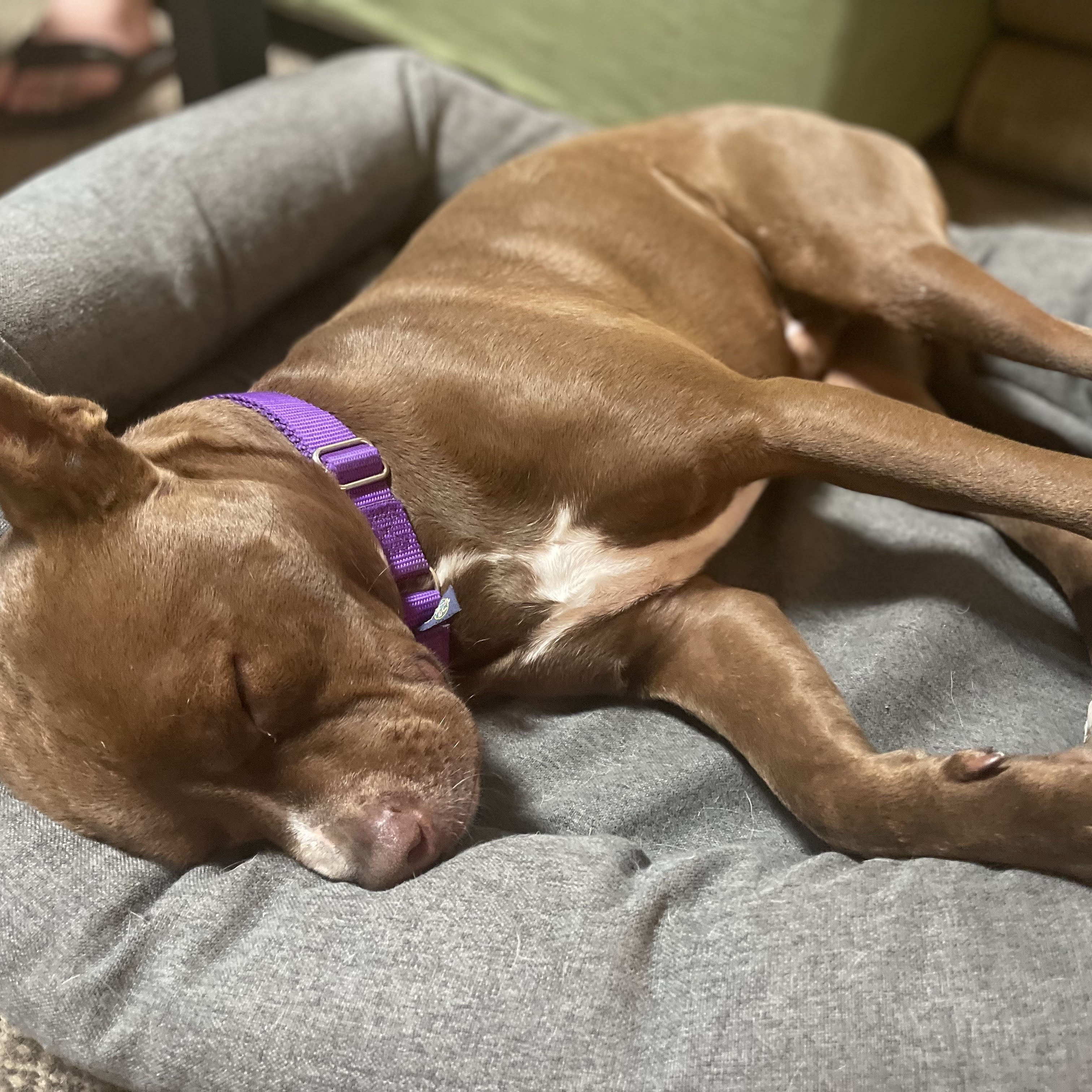 Enlarge Chipmunk, a Adopted mixed breed in Los Angeles, CA image 4/6