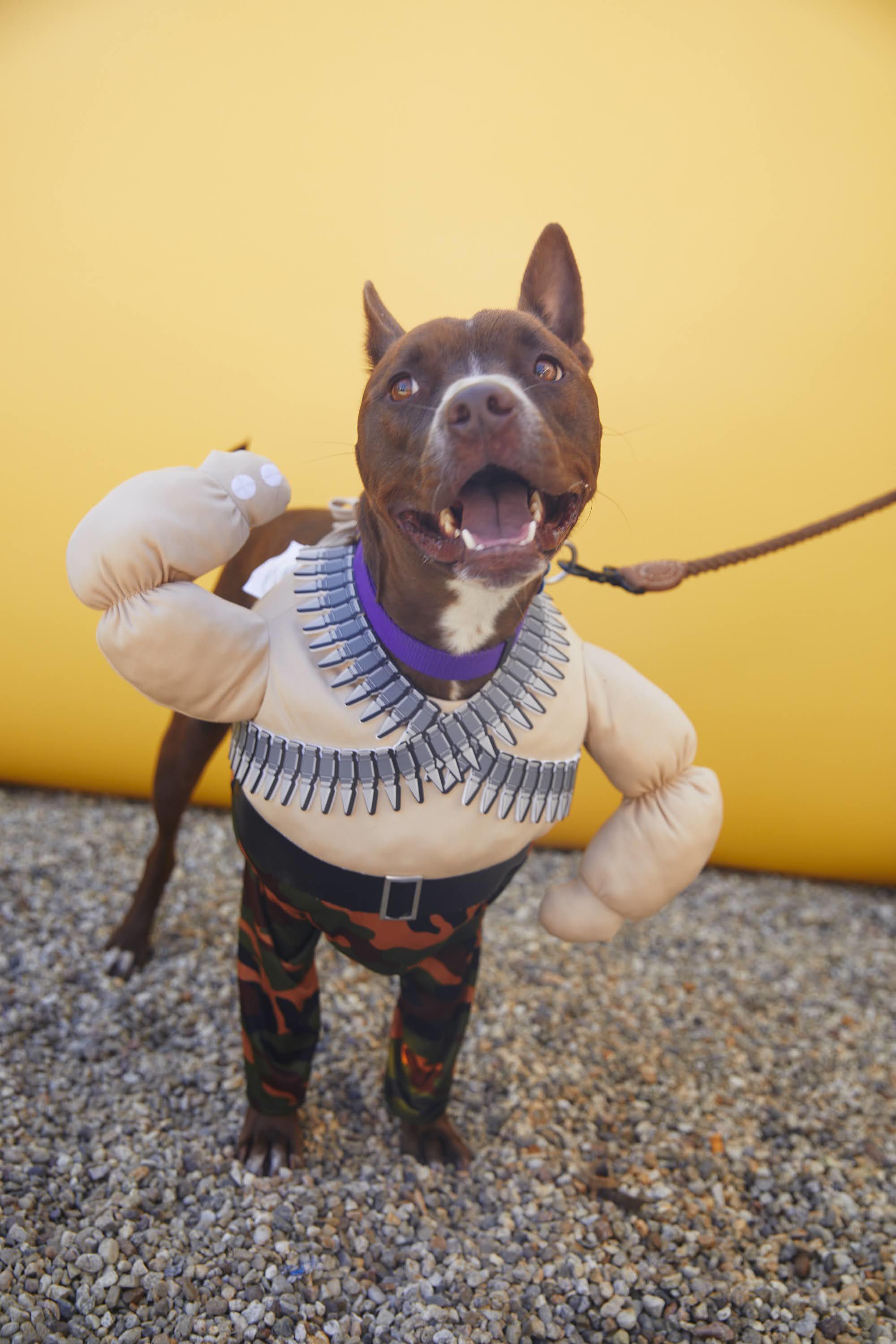 Enlarge Chipmunk, a Adopted mixed breed in Los Angeles, CA image 5/6