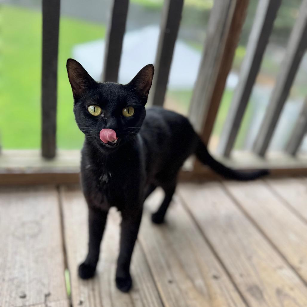 Enlarge Meredith, a Adoptable Domestic Short Hair in Brownsboro, AL image 1/6