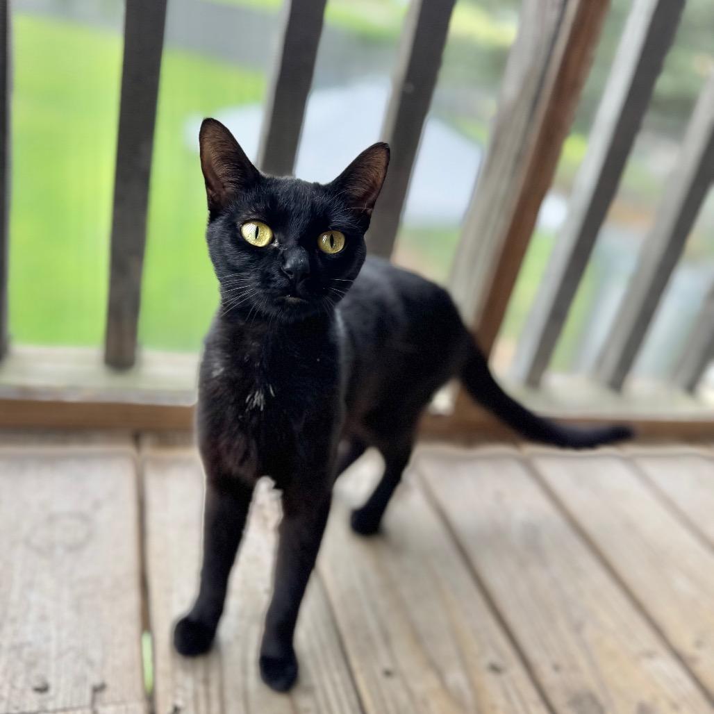 Enlarge Meredith, a Adoptable Domestic Short Hair in Brownsboro, AL image 2/6