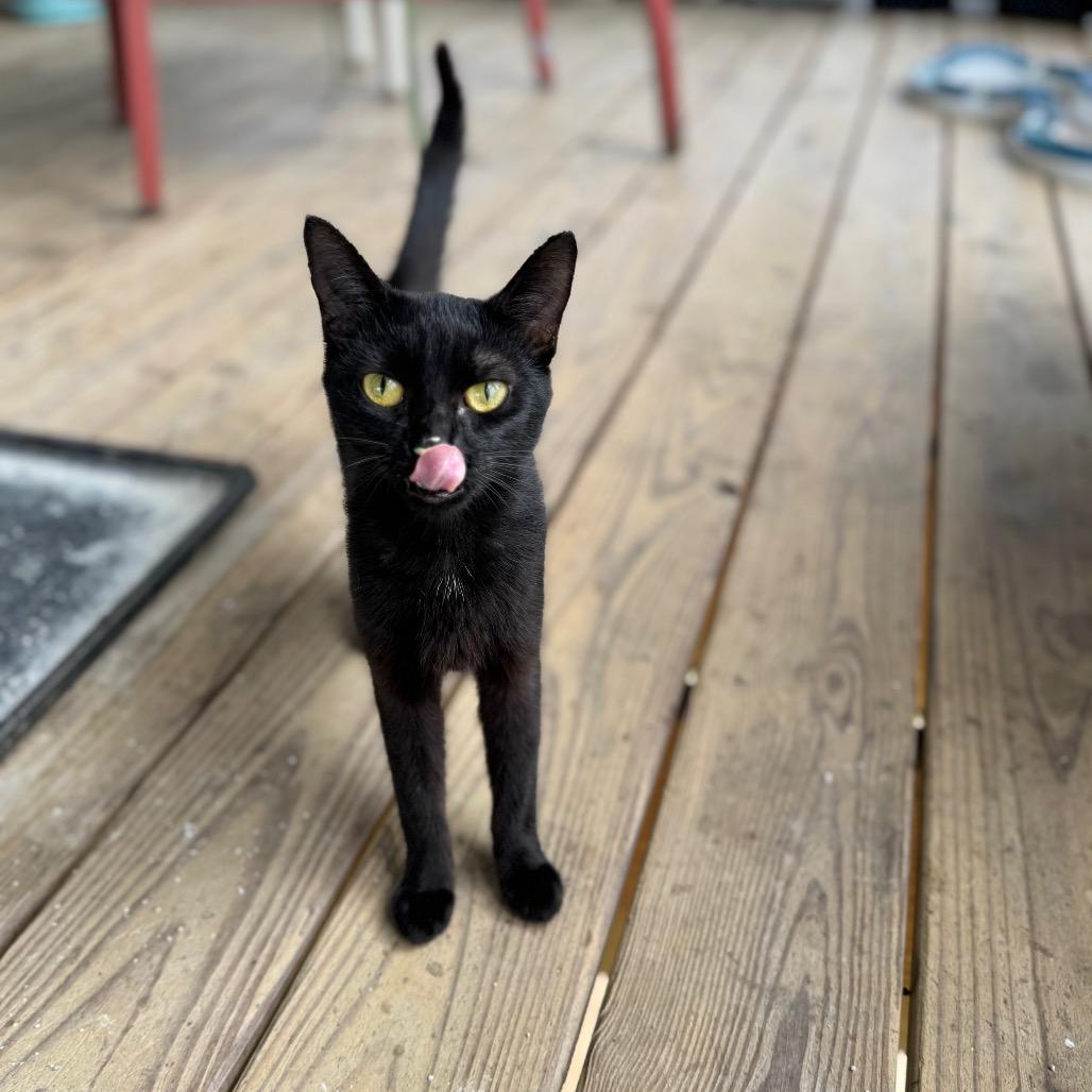 Enlarge Meredith, a Adoptable Domestic Short Hair in Brownsboro, AL image 3/6