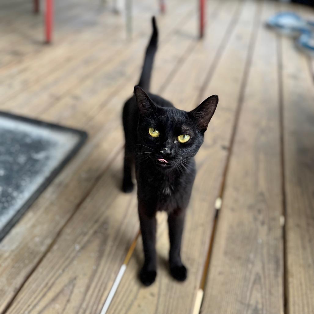 Enlarge Meredith, a Adoptable Domestic Short Hair in Brownsboro, AL image 4/6