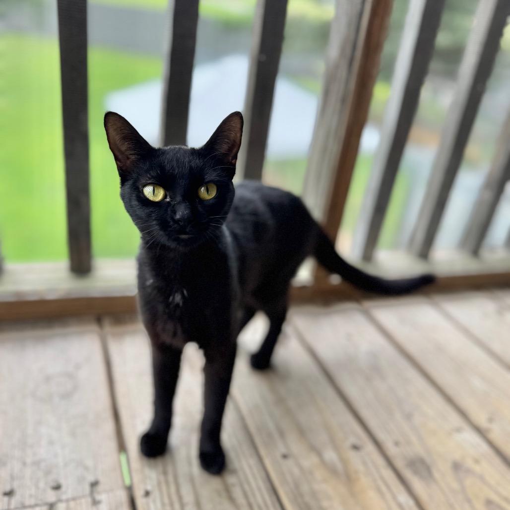 Enlarge Meredith, a Adoptable Domestic Short Hair in Brownsboro, AL image 5/6