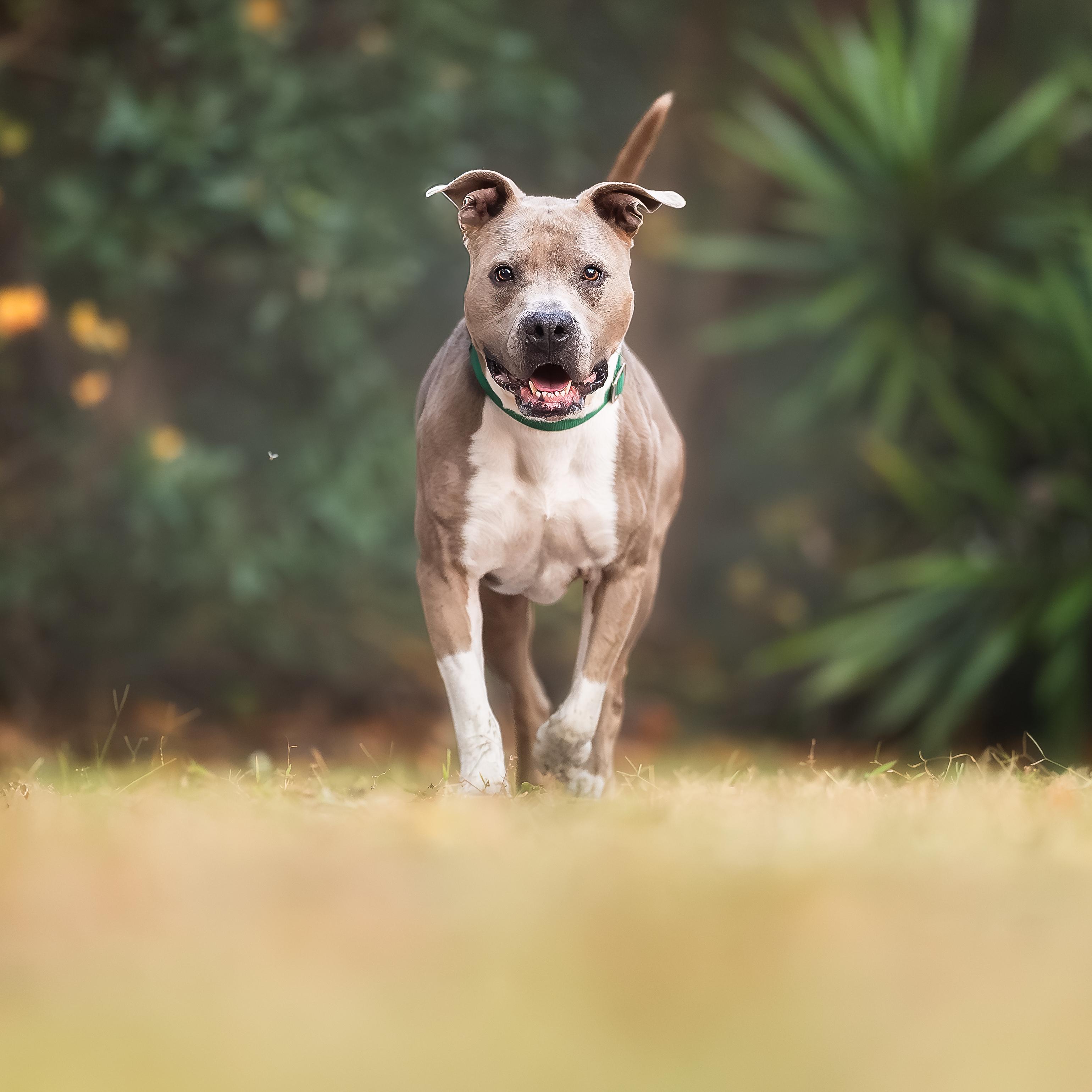 Blue, ADOPTABLE, Adult Male Terrier.