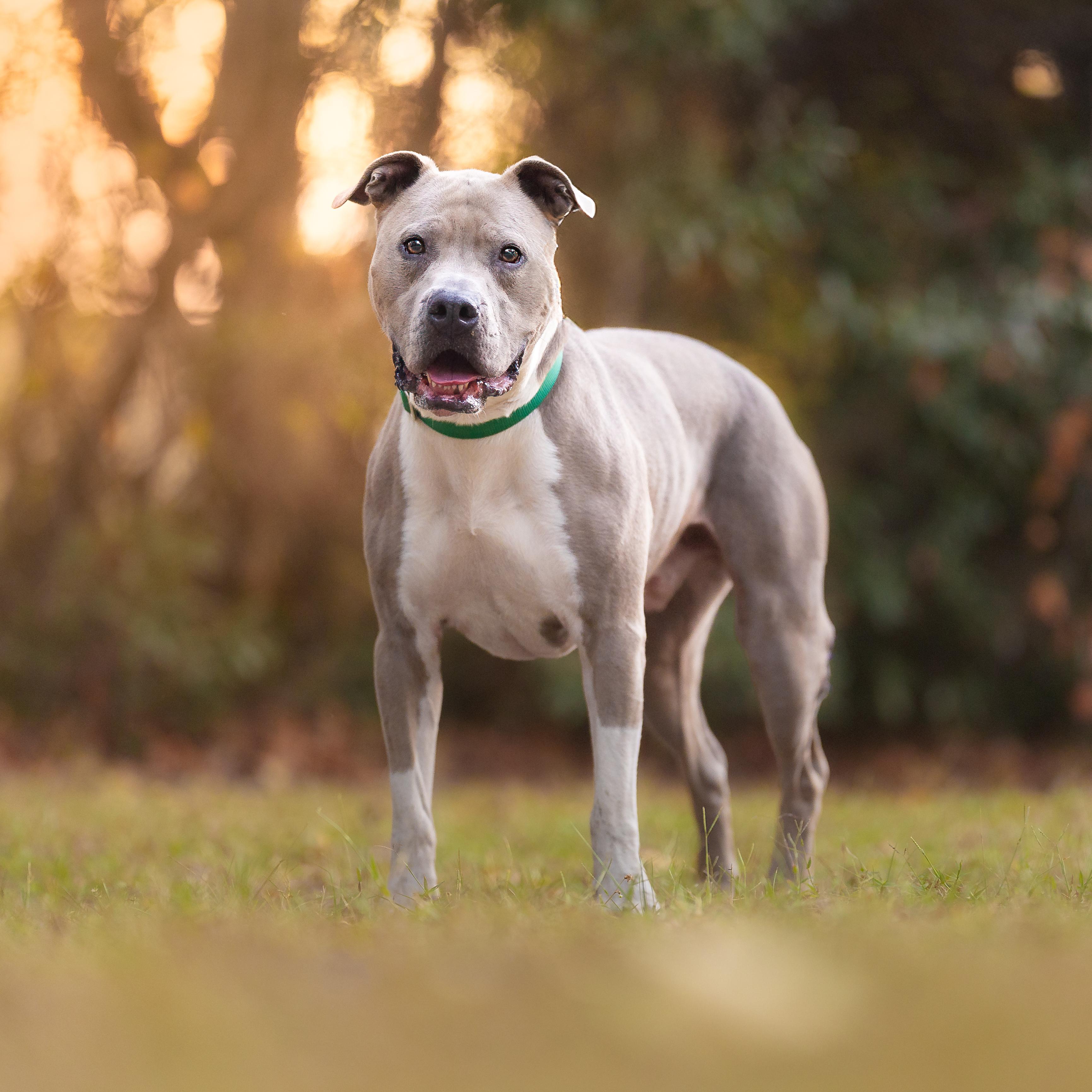 Blue, a ADOPTABLE mixed breed image 3/5