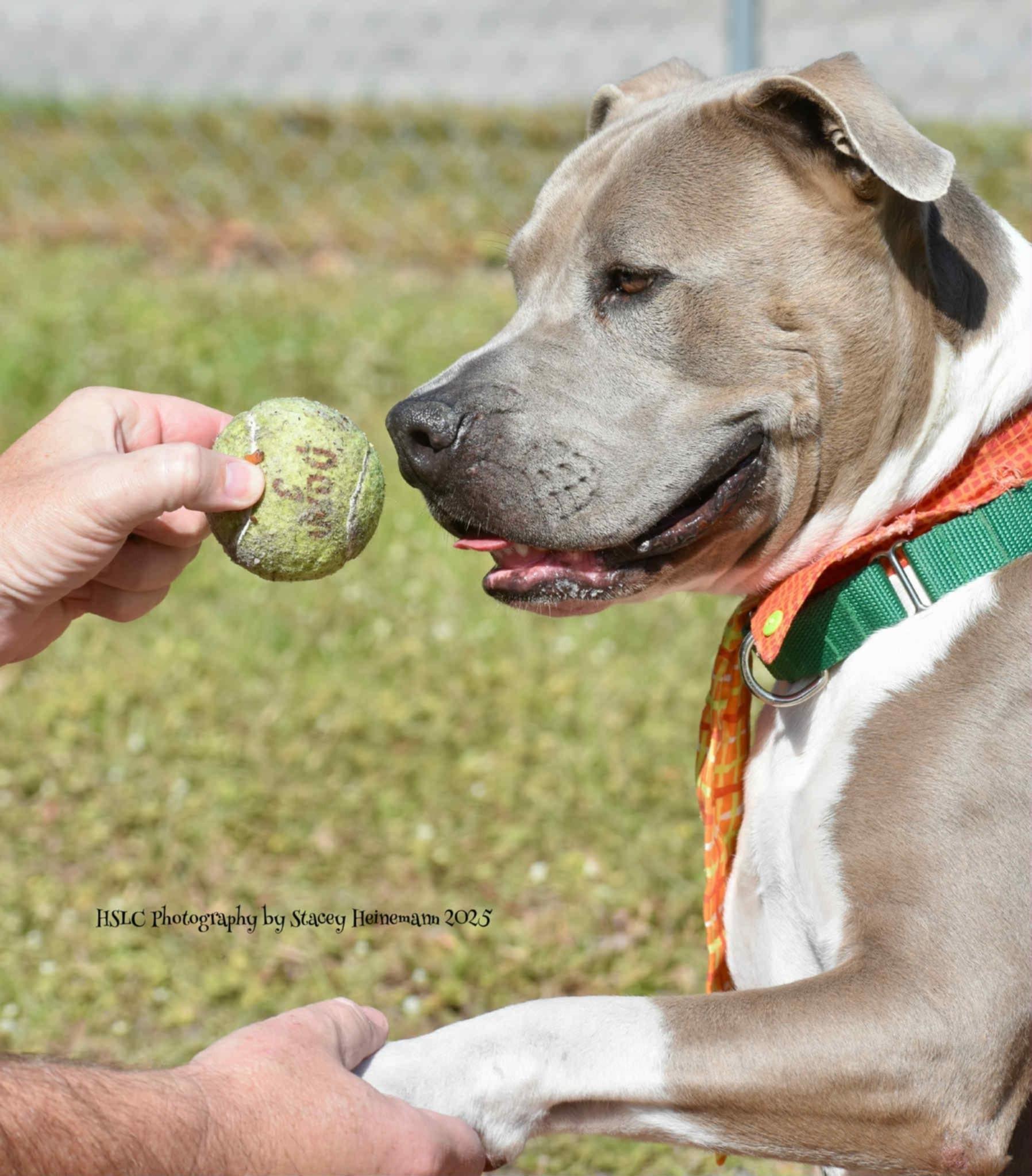 Blue, a ADOPTABLE mixed breed image 4/5