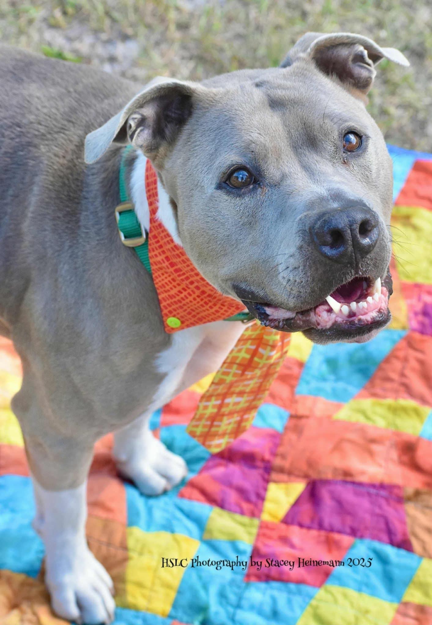 Blue, a ADOPTABLE mixed breed image 5/5