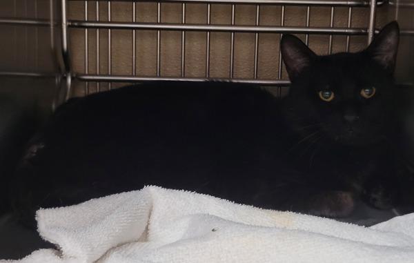 Archer, Adoptable, Adult Male Domestic Short Hair.
