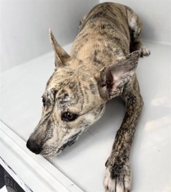 SIMBA — thumbnail 2