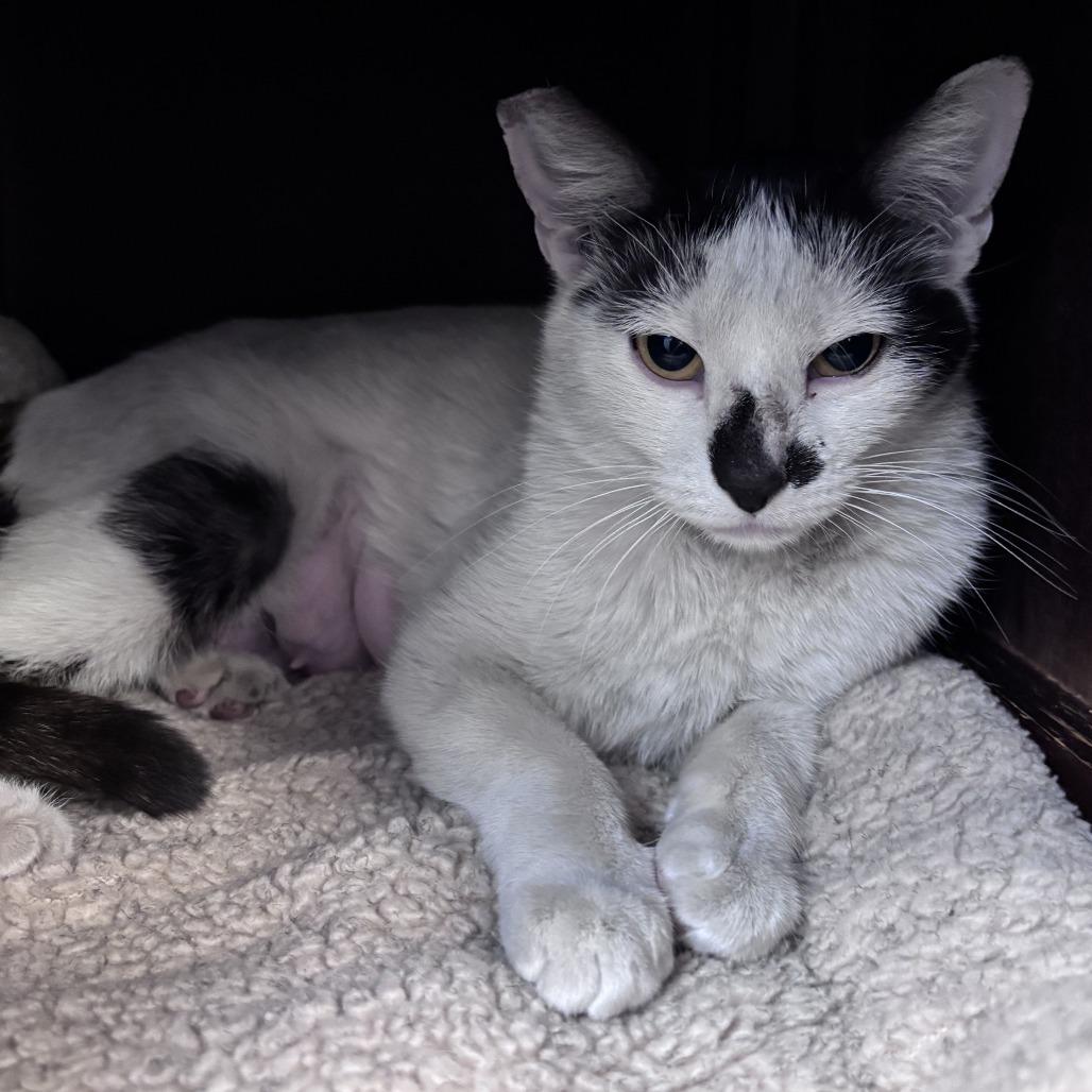 Enlarge Contessa, a Adoptable Domestic Short Hair in Las Vegas, NV image 1/5