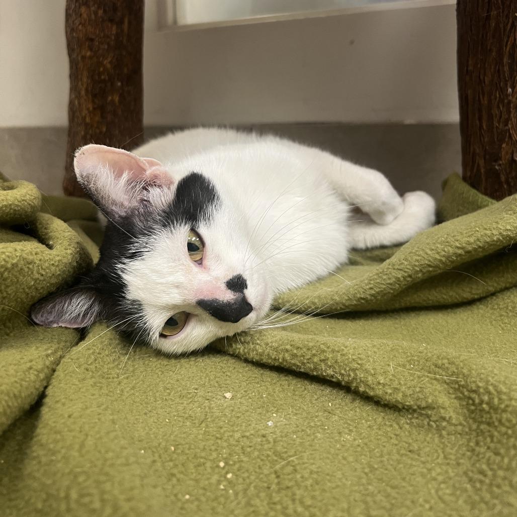 Enlarge Contessa, a Adoptable Domestic Short Hair in Las Vegas, NV image 3/5