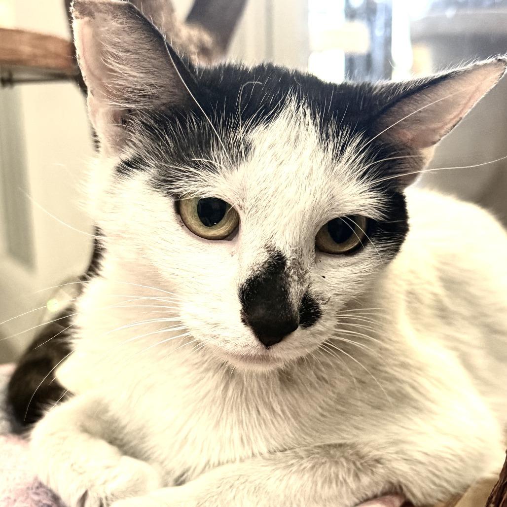 Enlarge Contessa, a Adoptable Domestic Short Hair in Las Vegas, NV image 4/5