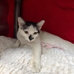 Enlarge Contessa, a Adoptable Domestic Short Hair in Las Vegas, NV image 5/5