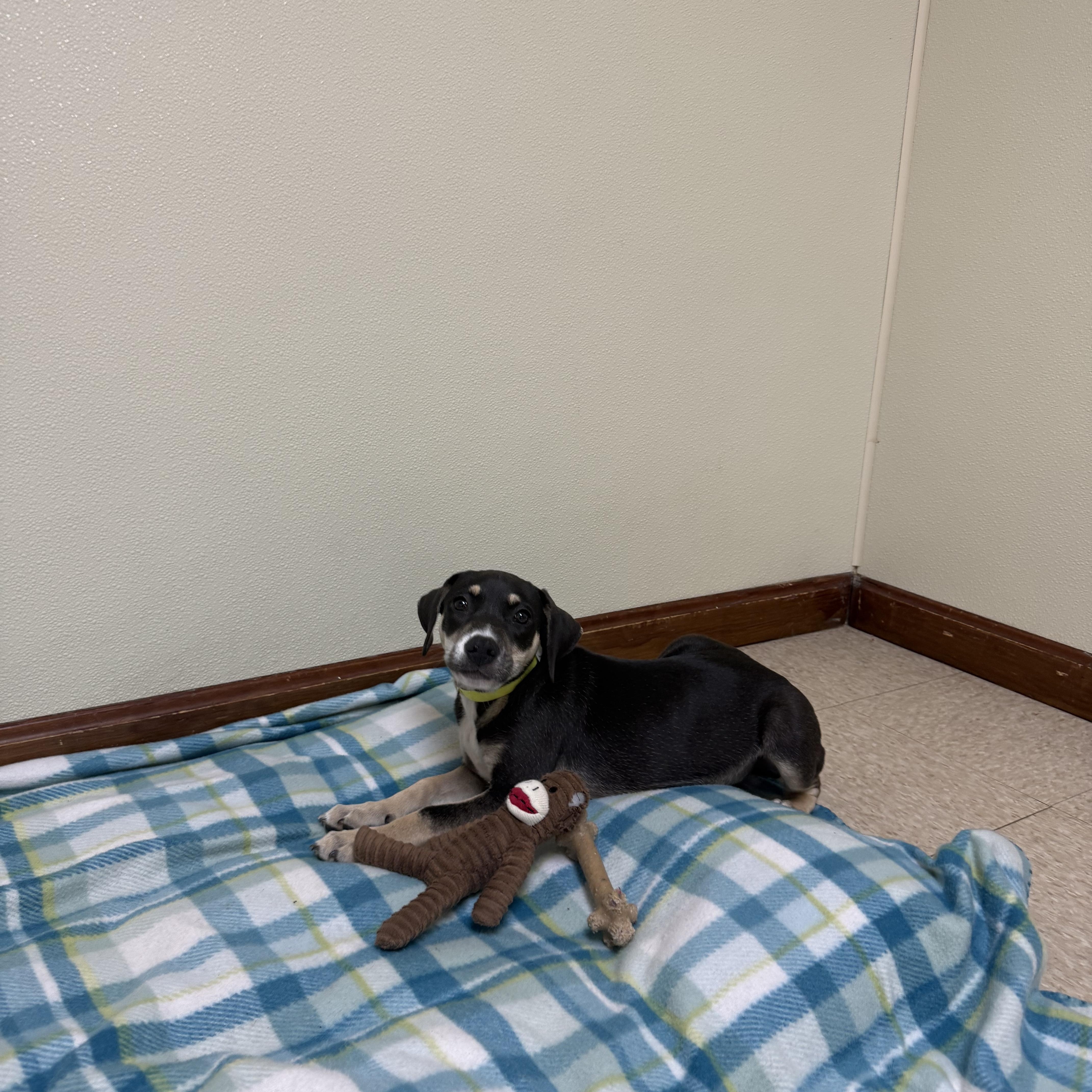 Enlarge Atlas, a ADOPTABLE mixed breed in Douglas, MA image 5/5