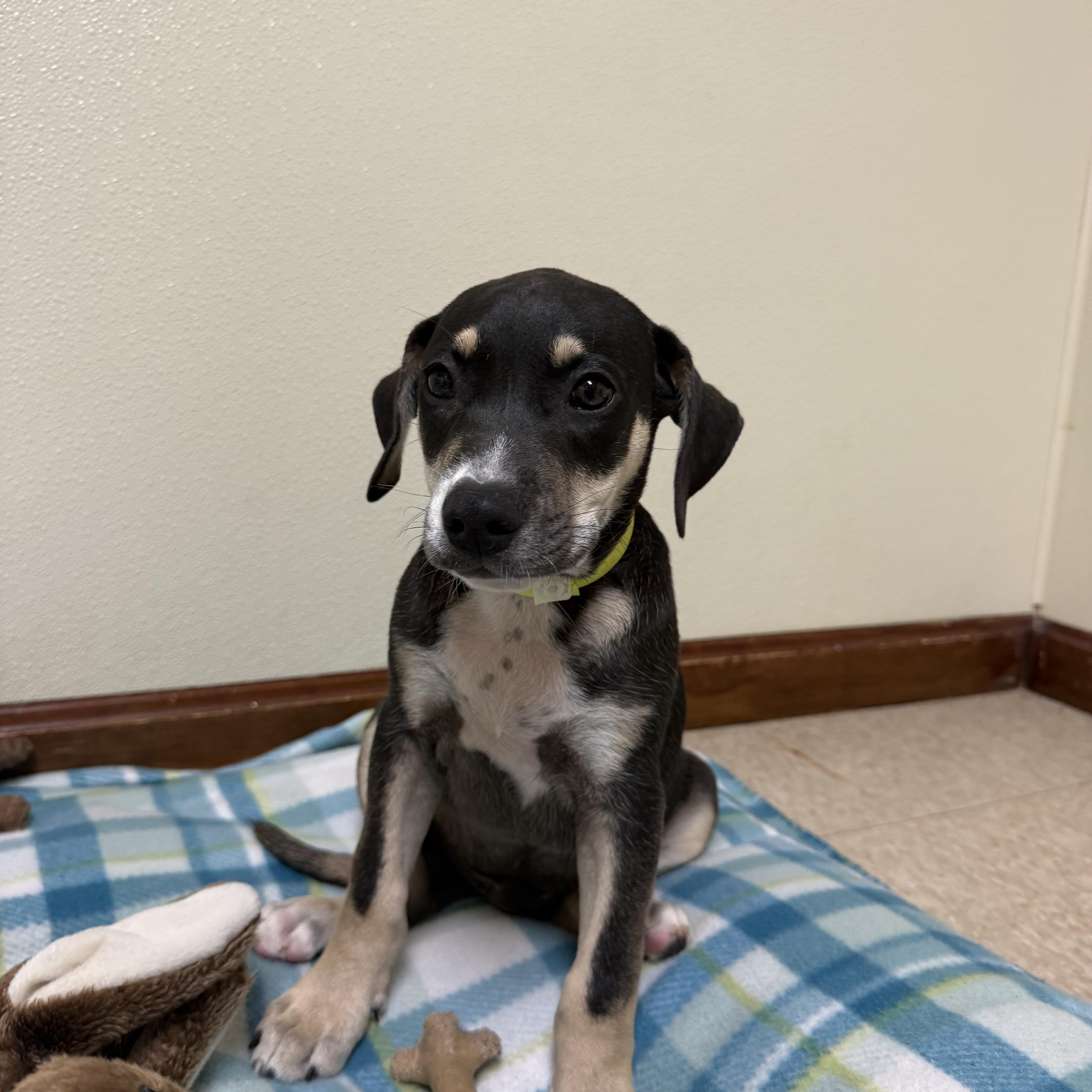 Enlarge Atlas, a ADOPTABLE mixed breed in Douglas, MA image 4/5