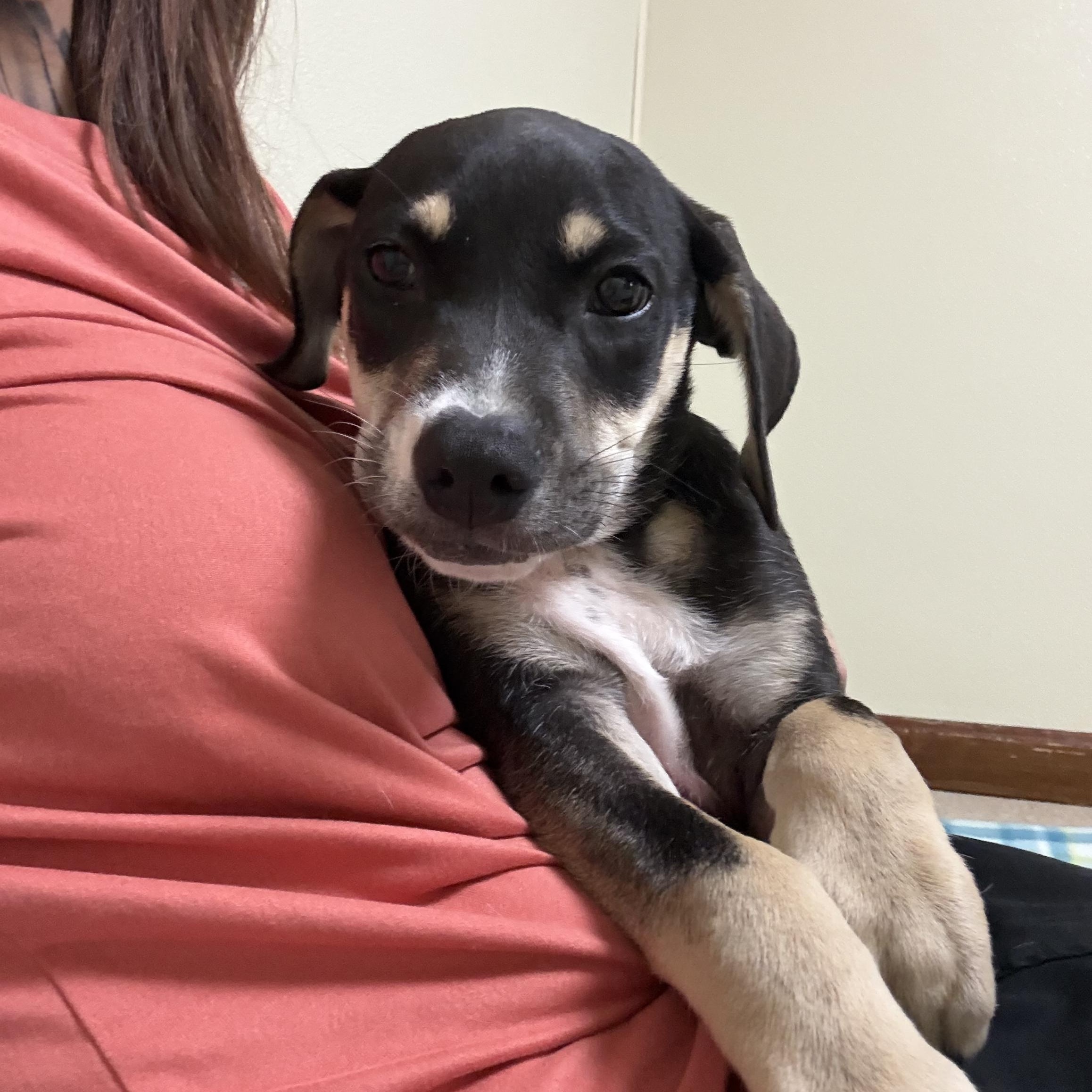 Enlarge Atlas, a ADOPTABLE mixed breed in Douglas, MA image 2/5