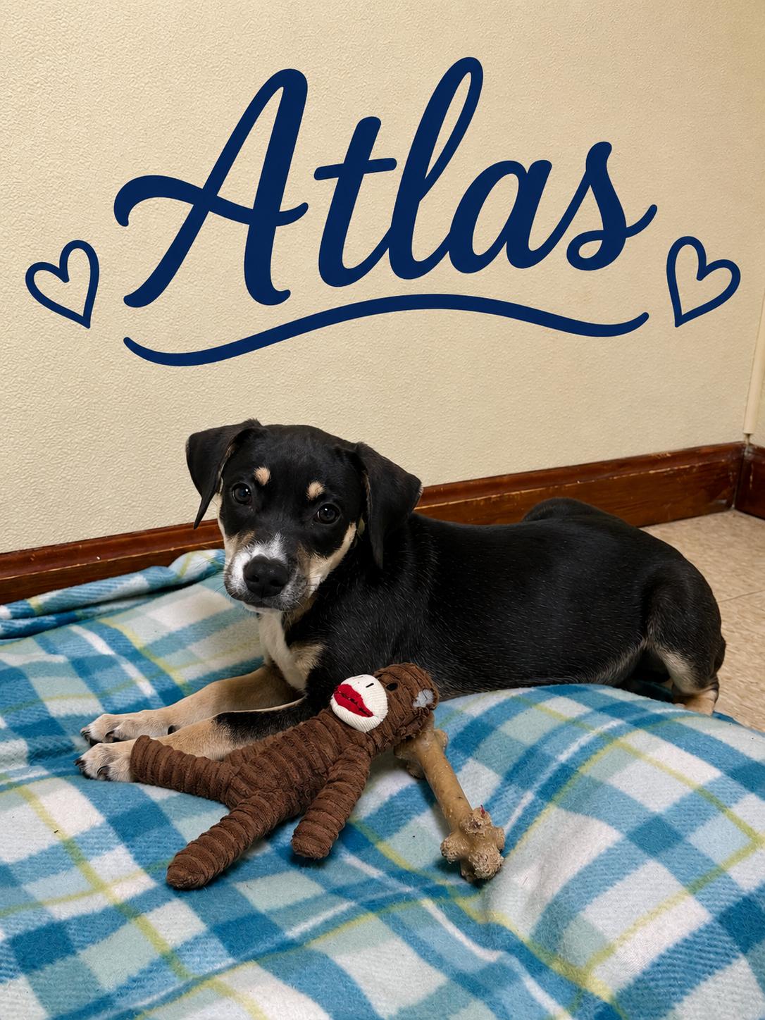 Enlarge Atlas, a ADOPTABLE mixed breed in Douglas, MA image 1/5
