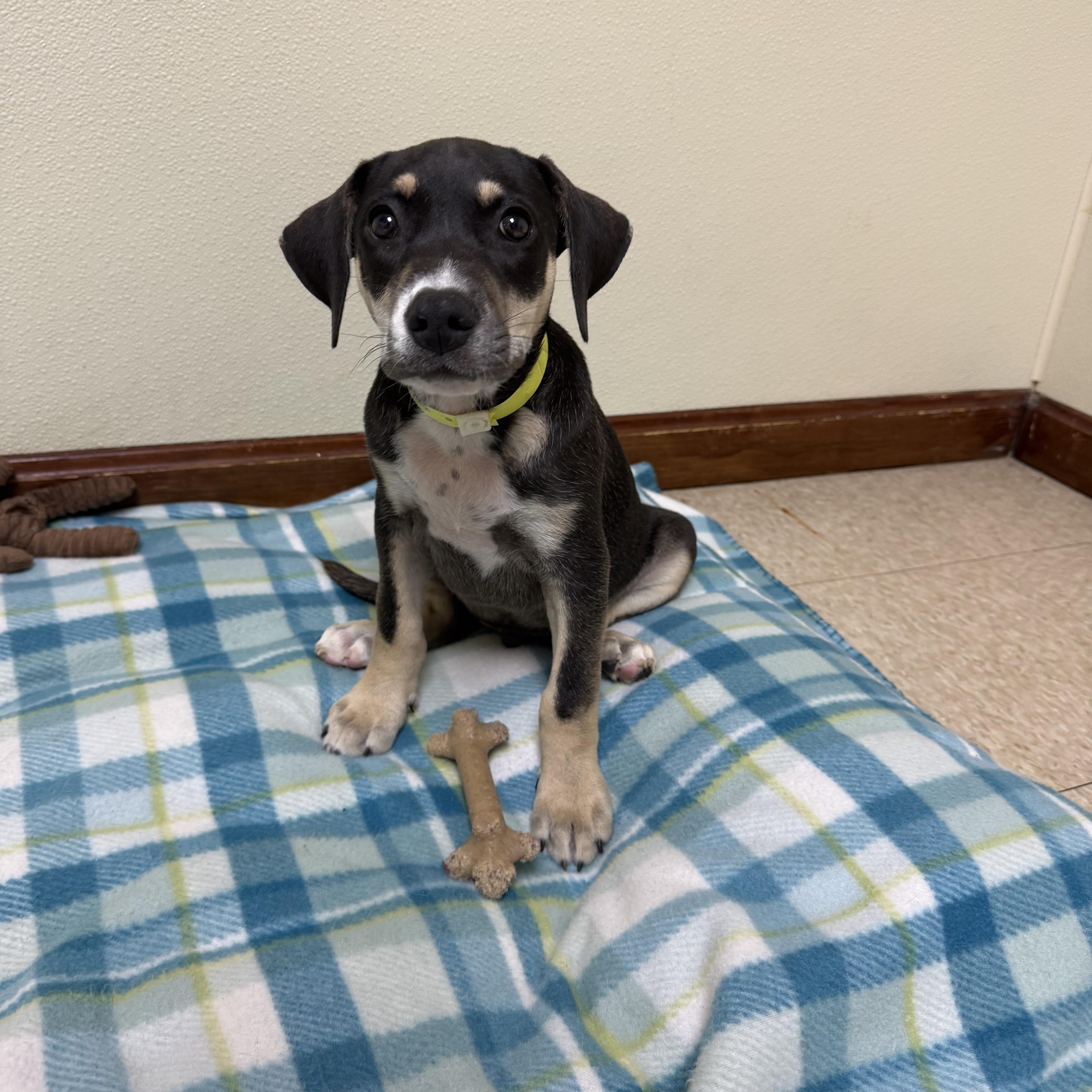 Enlarge Atlas, a ADOPTABLE mixed breed in Douglas, MA image 3/5