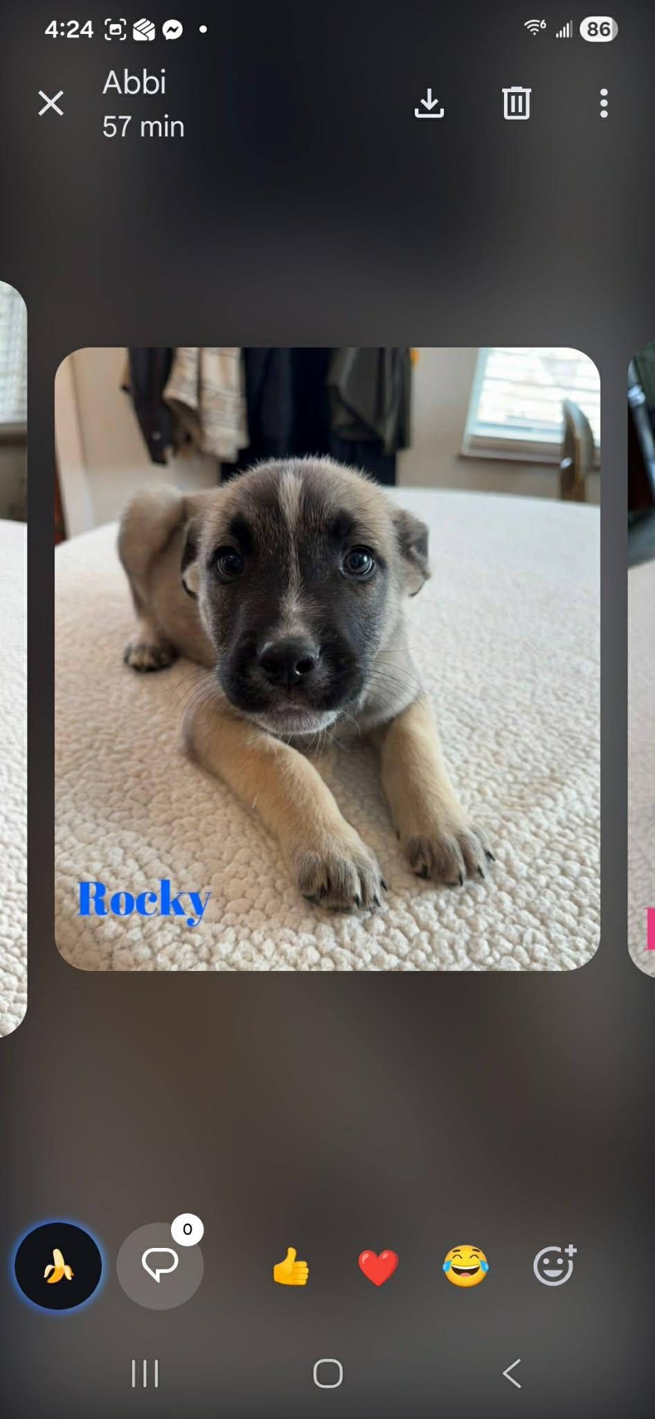 Rocky., a Adoptable mixed breed in Chicago , IL image 2/3