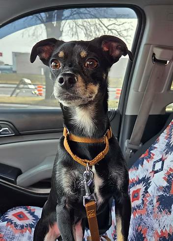 Enlarge Bluetooth, a ADOPTABLE mixed breed in Racine, WI image 2/3