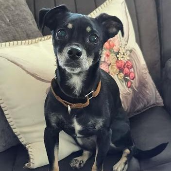 Bluetooth, ADOPTABLE, Adult Male Chihuahua.