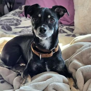 Enlarge Bluetooth, a ADOPTABLE mixed breed in Racine, WI image 3/3