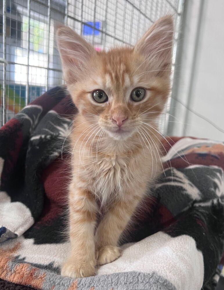 Flannel, Adoptable, Kitten Male Domestic Medium Hair.