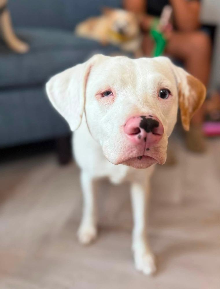 Whitney, a Adoptable mixed breed in Plymouth, MI image 1/5