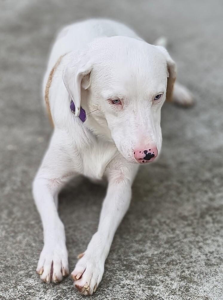 Whitney, a Adoptable mixed breed in Plymouth, MI image 2/5