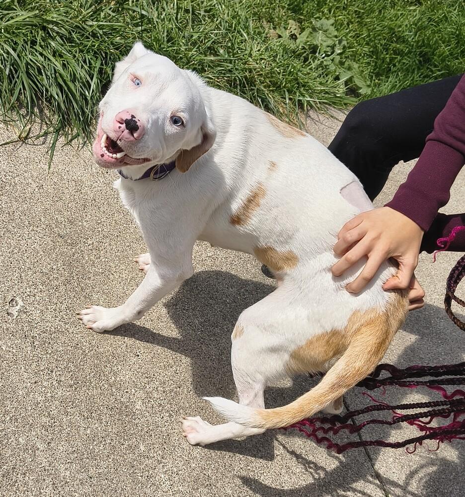 Whitney, a Adoptable mixed breed in Plymouth, MI image 5/5