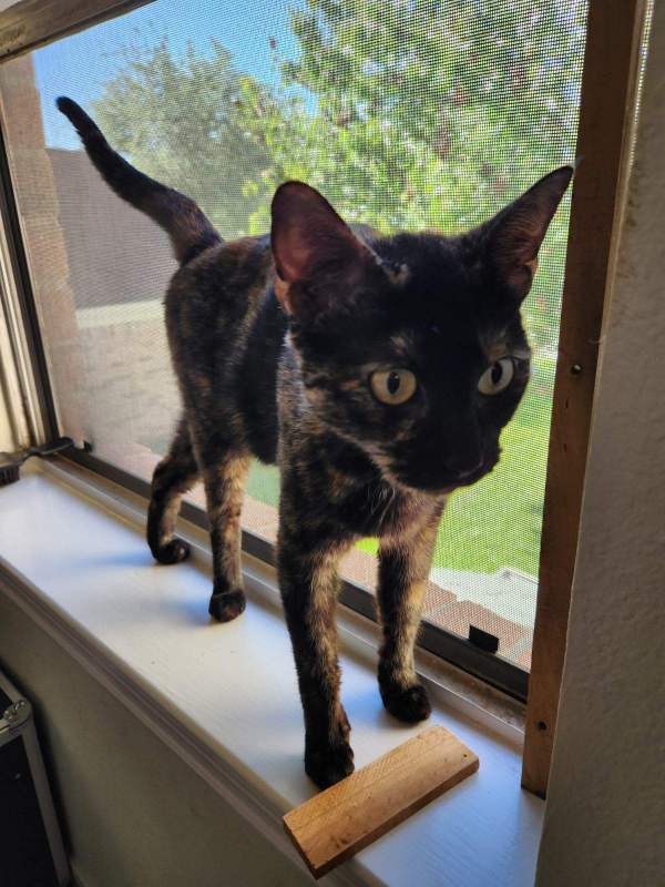 Enlarge Nina, a Adoptable Tortoiseshell in Porter, TX image 1/1