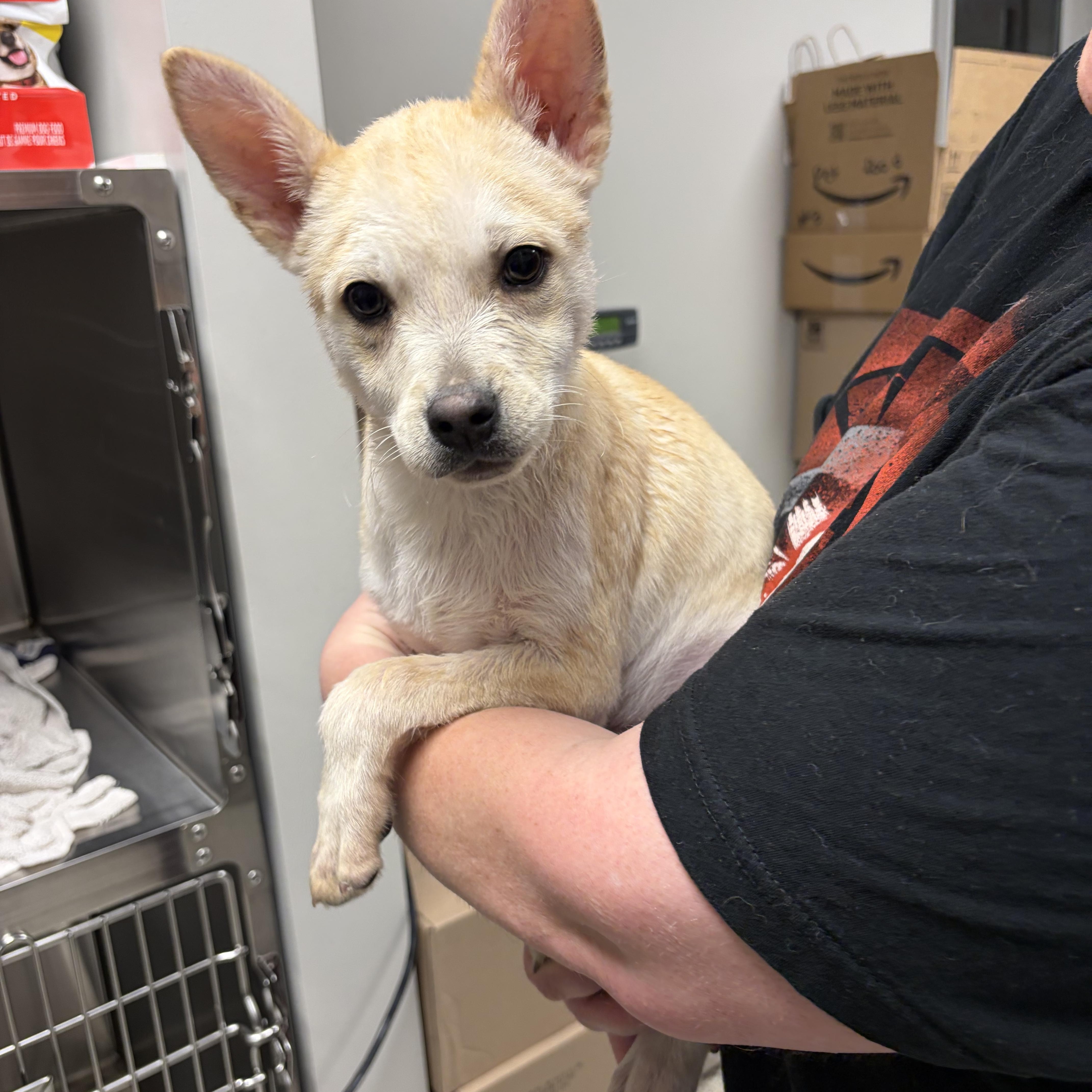 Enlarge Kenai , a ADOPTABLE mixed breed in Liberty, MO image 1/3