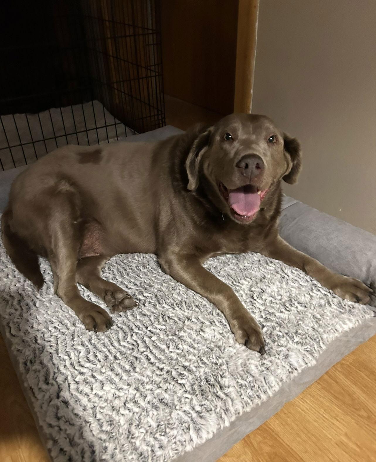 Abbi, a Adoptable Labrador Retriever image 1/3