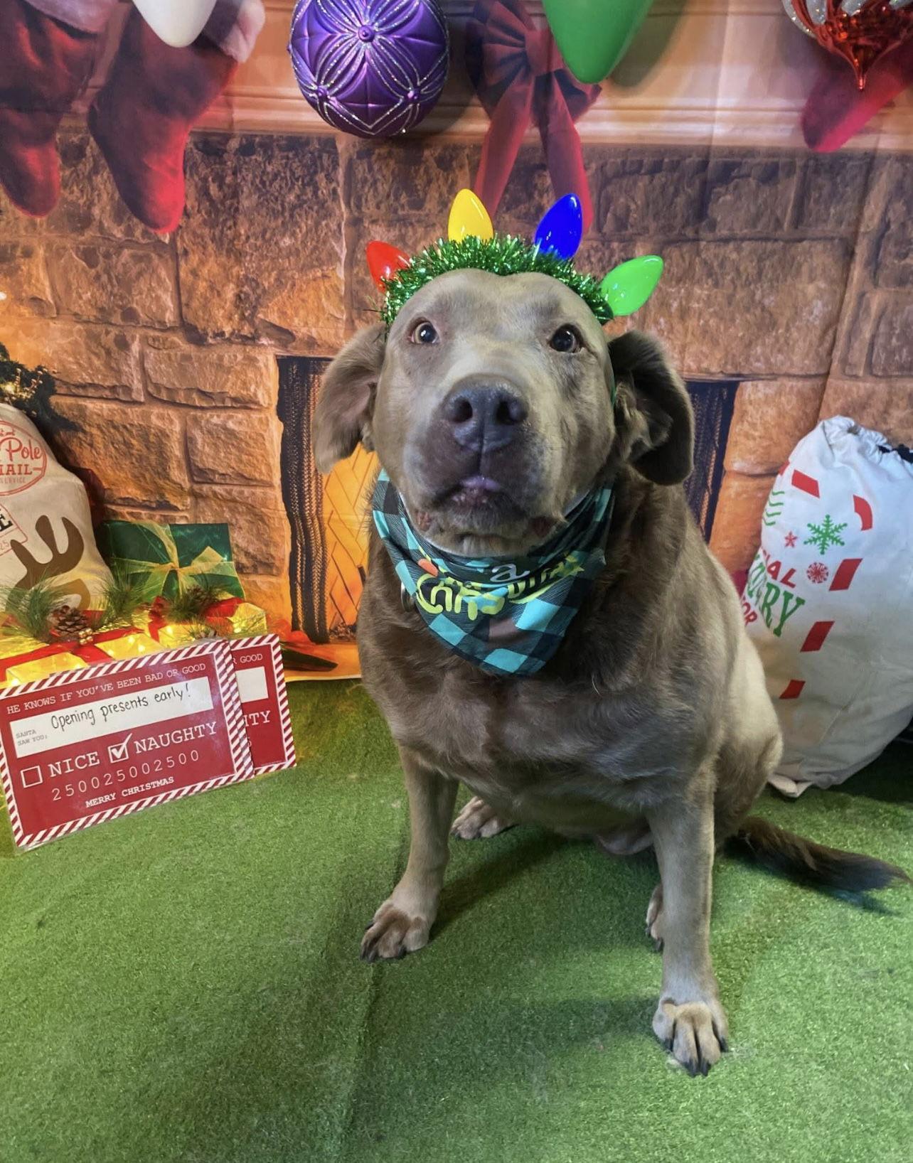 Abbi, Adoptable, Senior Female Labrador Retriever.