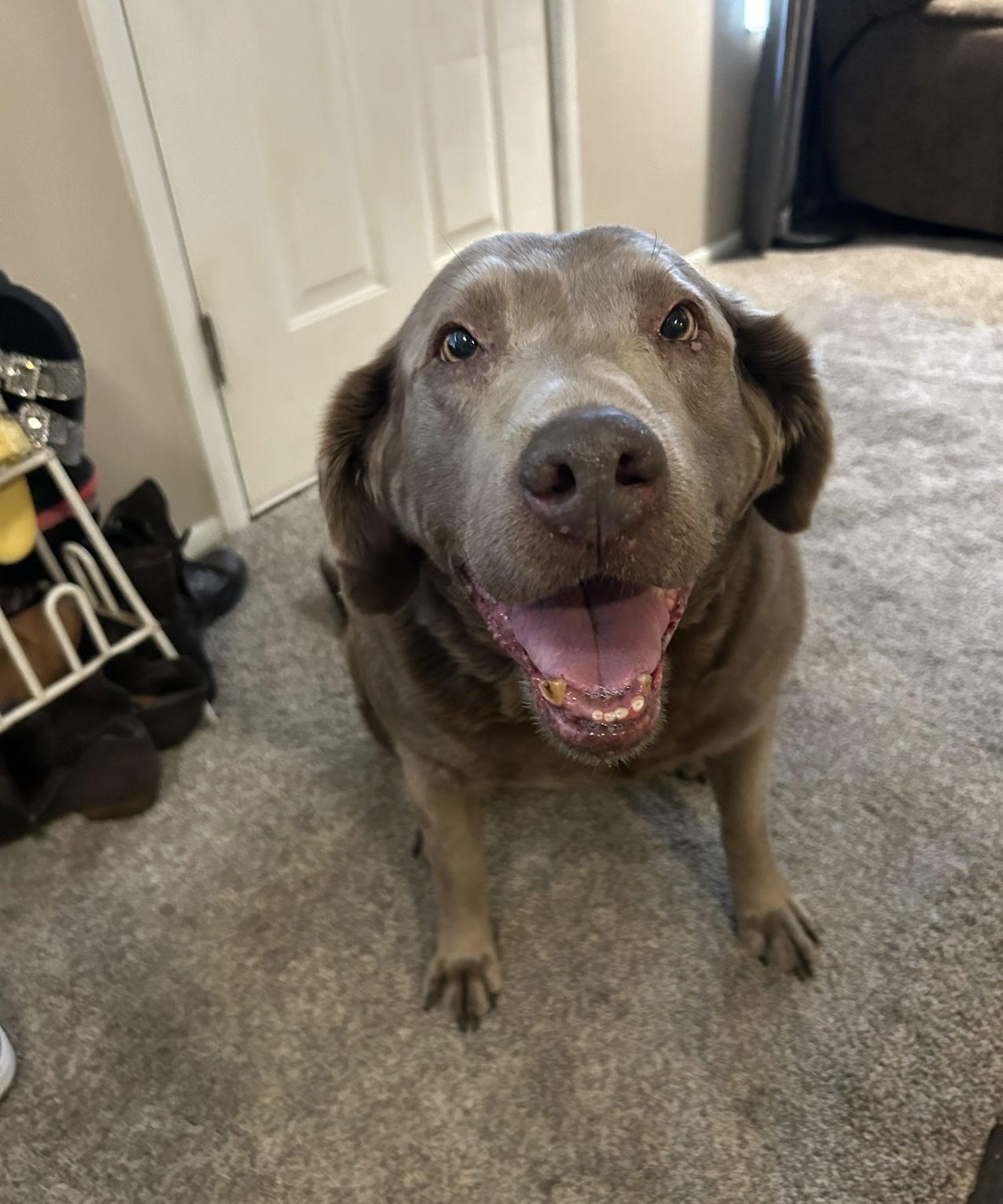 Abbi, a Adoptable Labrador Retriever in Salt Lake City, UT image 3/3