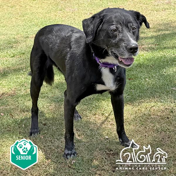 Enlarge NERO, a Adoptable mixed breed in Irvine, CA image 1/1