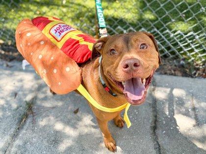 Enlarge Shrimp, a Adoptable mixed breed in Gainesville, FL image 1/3