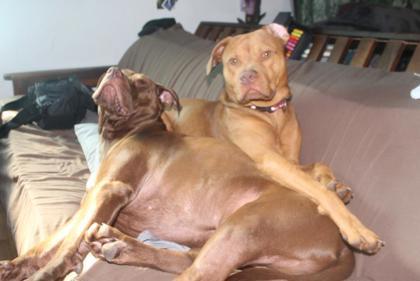 Enlarge Shrimp, a Adoptable mixed breed in Gainesville, FL image 2/3
