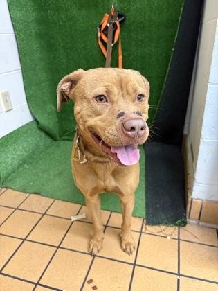 Shrimp, Adoptable, Adult Male Terrier & Mixed Breed.