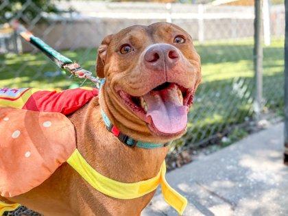 Enlarge Shrimp, a Adoptable mixed breed in Gainesville, FL image 3/3