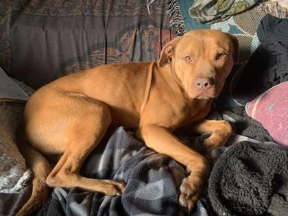 Enlarge Shrimp, a Adoptable mixed breed in Gainesville, FL image 2/3